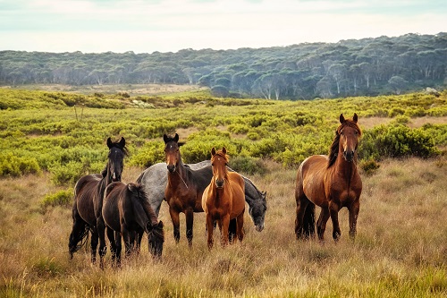 Wild Horses in Kosciuszko National Park