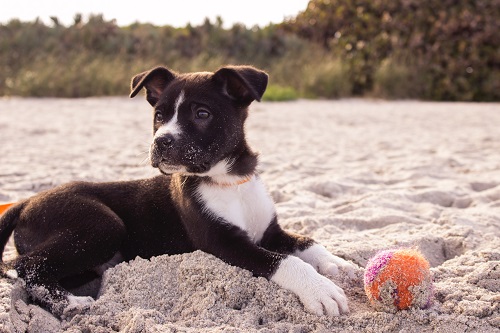 dog friendly beach