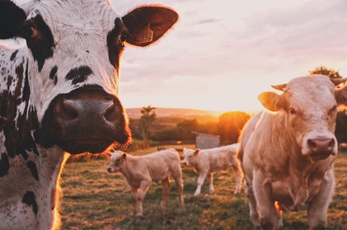 cows Scenic Rim region