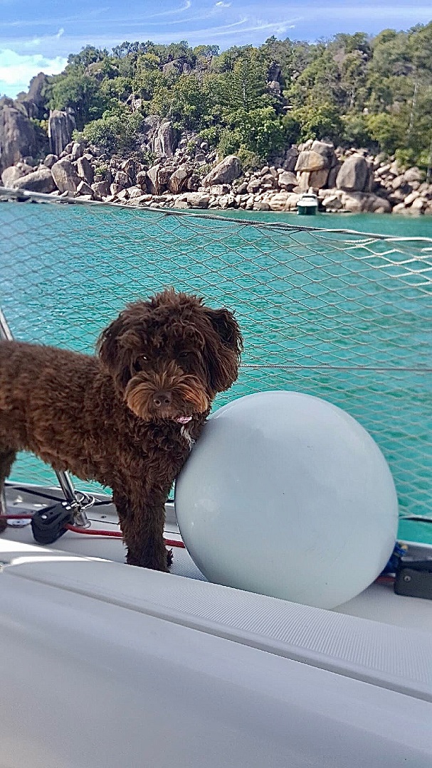 Dog Onboard | Sailing with A Dog