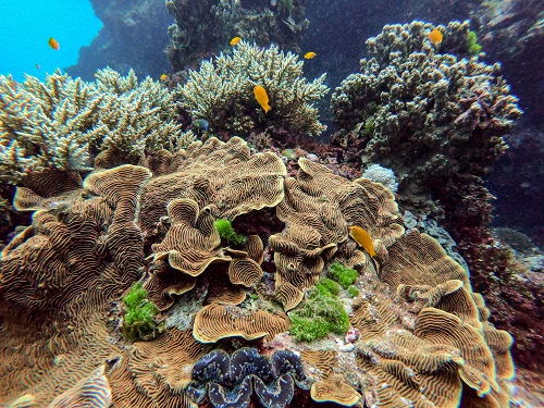 Great Barrier Reef Cairns